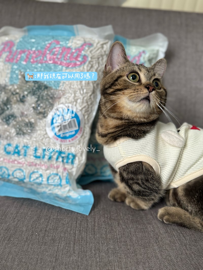 女人知己試用大隊,口碑行銷,部落客行銷,PurreLand 倍淨豆腐貓砂,好市多購買,COSTCO購買,豆腐貓砂,PurreLand倍淨,低粉塵,易清理,可沖馬桶,提供絕佳的除臭與凝結力,豆腐貓砂評價,貓砂評價,使用心得,貓砂分享,好用,原味,綠茶,豆腐砂,水量需完全覆蓋貓砂,水量需貓砂的2~3倍以上,豆腐砂評價,高CP值,划算